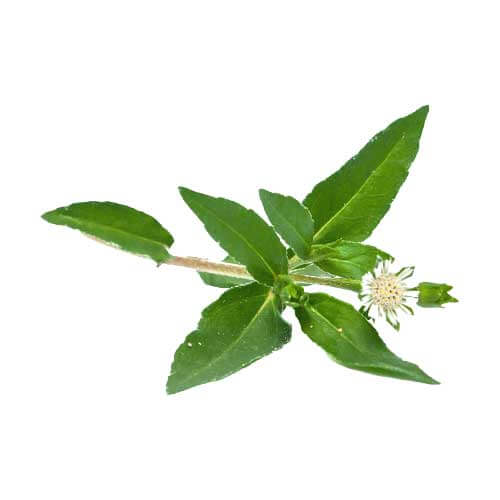 bhringraj oil