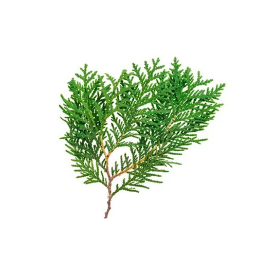 biota orientalis leaf extract