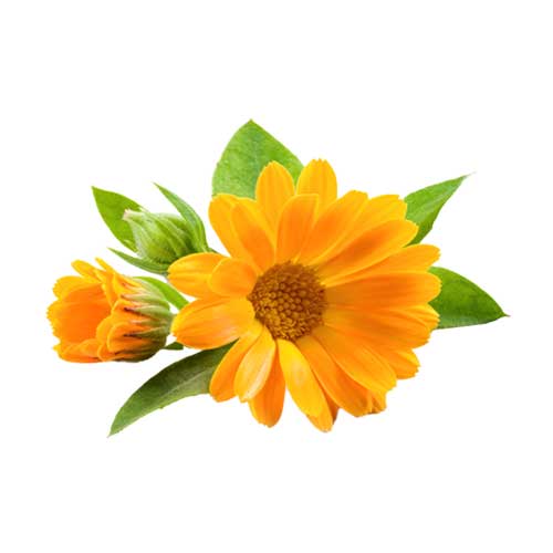 calendula flower
