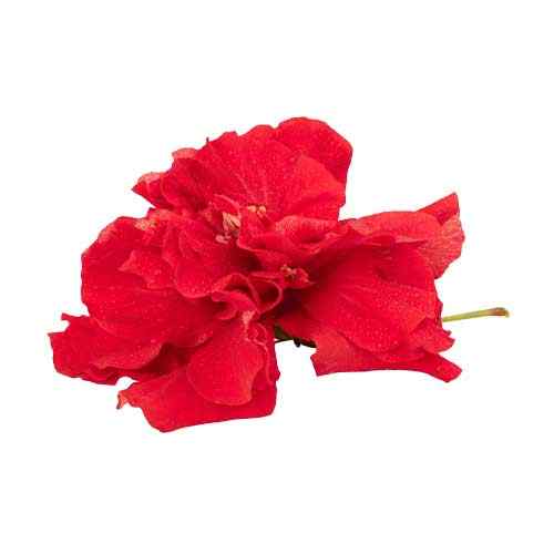 hibiscus extract works