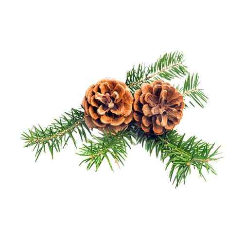 pine oil