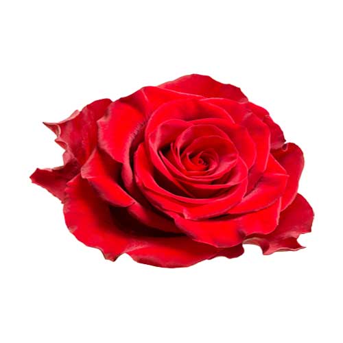 rose flower