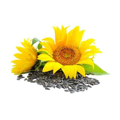 sunflower seed oil
