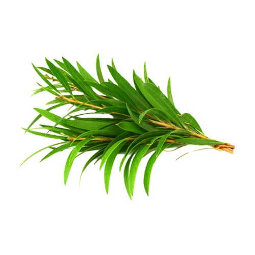 tea tree oil (1)