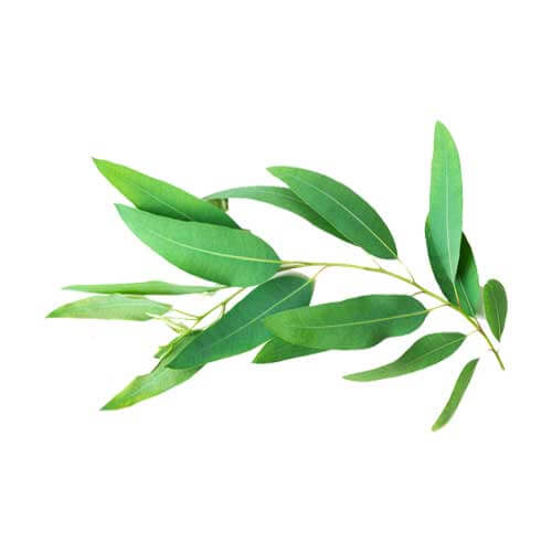eucalyptus leaf oil