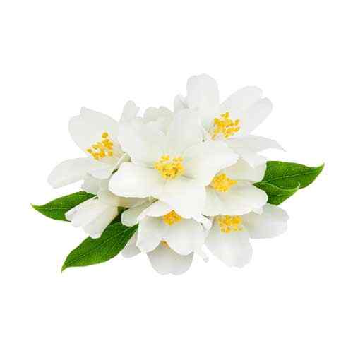 jasmine ingredient candle
