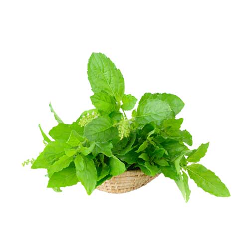 tulsi extract (1)