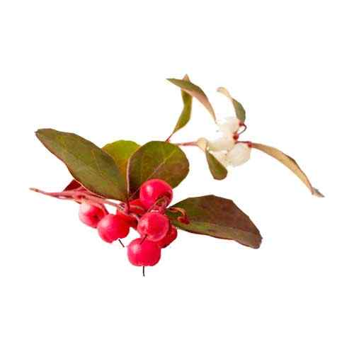 wintergreen oil