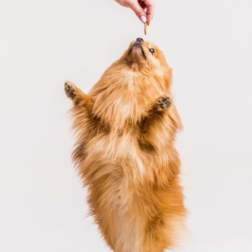 Paw Stick
